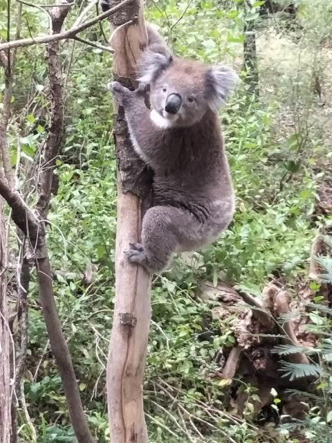 Mallacoota'S Shady Gully Caravan Park Dış mekan fotoğraf