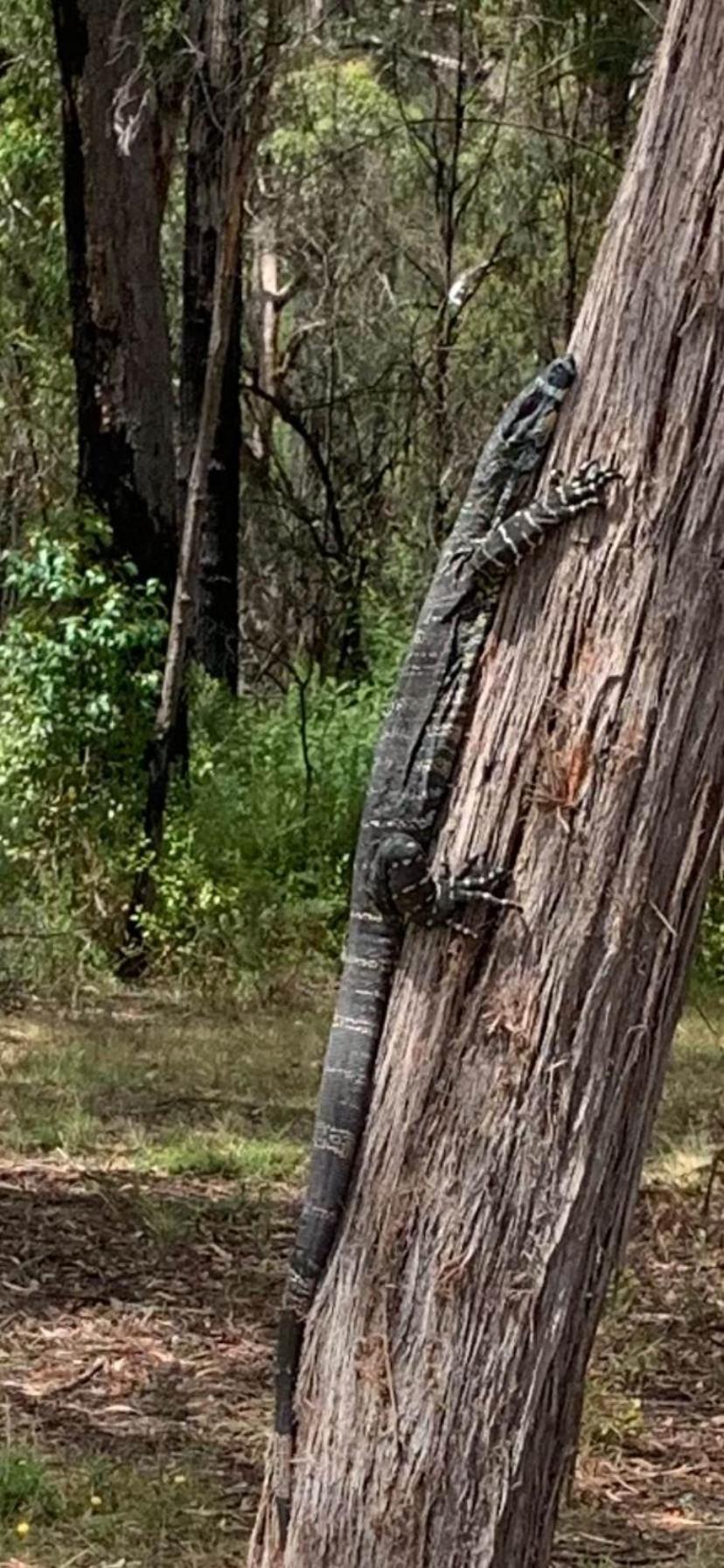 Mallacoota'S Shady Gully Caravan Park Dış mekan fotoğraf