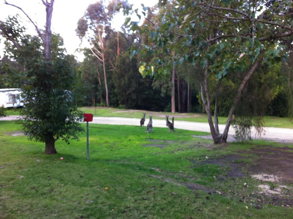 Mallacoota'S Shady Gully Caravan Park Dış mekan fotoğraf