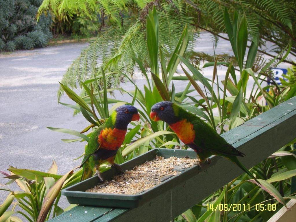 Mallacoota'S Shady Gully Caravan Park Dış mekan fotoğraf